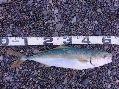 2週連続で座布団ヒラメがヒット・・・のちイナダ 2週連続で座布団ヒラメがヒット・・・のちイナダ