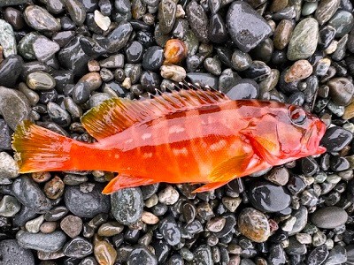 サーフでアカハタ、良型オオモンハタ、ソーダ、◯ジ、そして… サーフでアカハタ、良型オオモンハタ、ソーダ、◯ジ、そして…