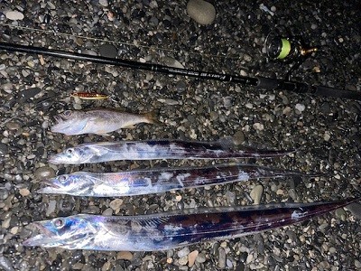 久しぶりのショア太刀魚 久しぶりのショア太刀魚