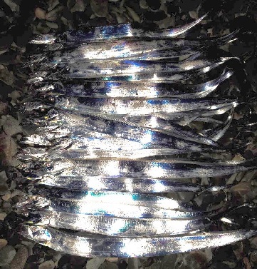 久しぶりのショア太刀魚 久しぶりのショア太刀魚