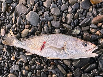 オオニベのベイトは、オオニベ? オオニベのベイトは、オオニベ?