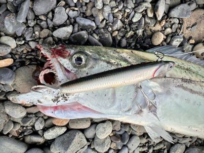 真っ昼間のサワラ狙い 真っ昼間のサワラ狙い