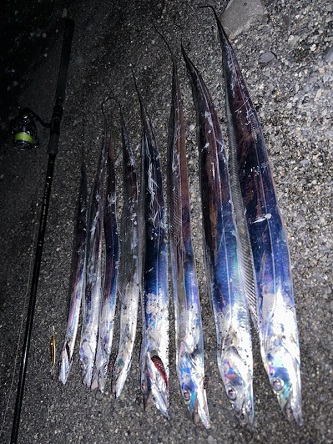 爆風のショア太刀魚は爆! 爆風のショア太刀魚は爆!