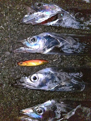 爆風のショア太刀魚は爆! 爆風のショア太刀魚は爆!
