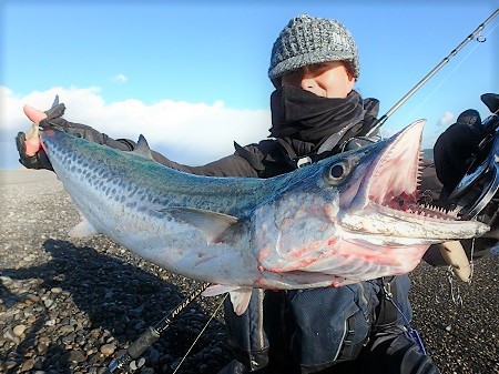 やっぱりサワラは、旨い! やっぱりサワラは、旨い!