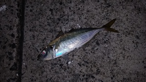 え?マンボウ!? え?マンボウ!?