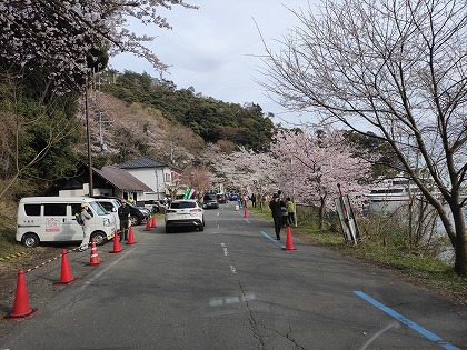 海津大崎の桜祭り、そして小浜で初釣り