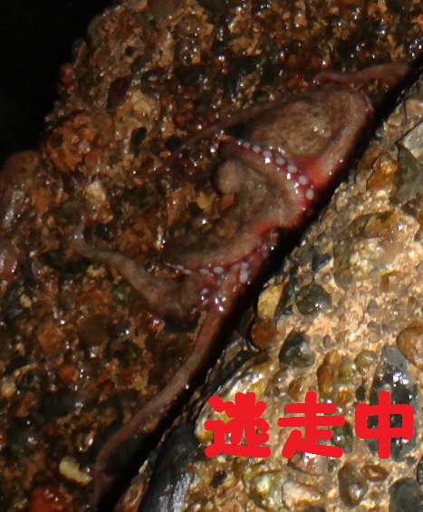 ジャラパタQ ジャラパタQ