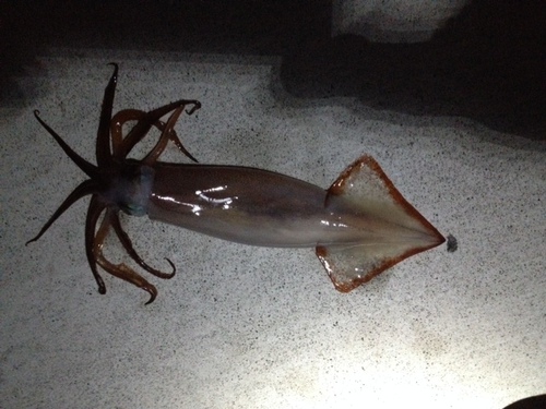 初釣りで釣り納め?〜磯ロック〜