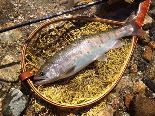 初釣りで釣り納め?〜磯ロック〜