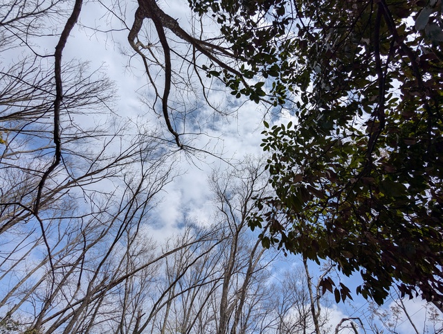 最初の桜と最後の雪 最初の桜と最後の雪