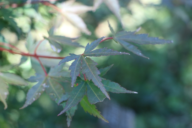 紅葉にはまだ早かった林間キャンプ~あさまの森オートキャンプ場~part2 紅葉にはまだ早かった林間キャンプ~あさまの森オートキャンプ場~part2