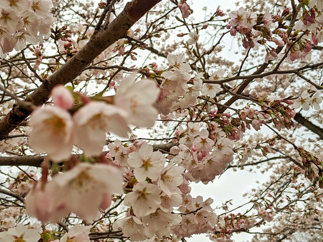 桜は人混みを避けて楽しみたい〜日の出町 桜は人混みを避けて楽しみたい〜日の出町