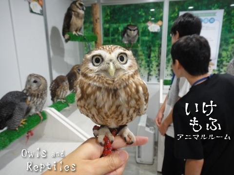 「いけもふ」でもふもふ(^艸^) 「いけもふ」でもふもふ(^艸^)