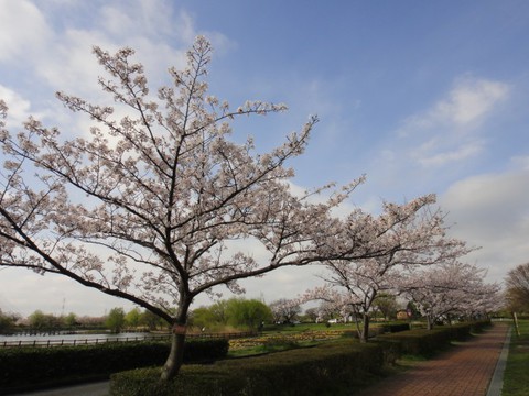 乾燥ついでにお花見もin道満 乾燥ついでにお花見もin道満