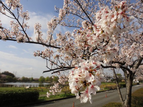 乾燥ついでにお花見もin道満 乾燥ついでにお花見もin道満