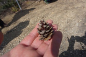 桜満開!岩殿山~稚児落し 桜満開!岩殿山~稚児落し