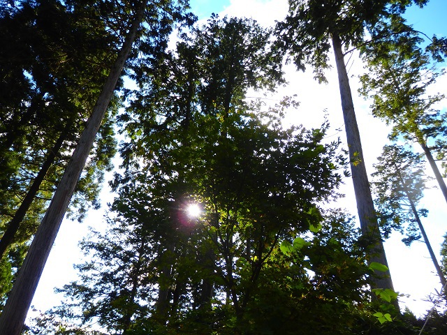 木もれ陽の森キャンプ場