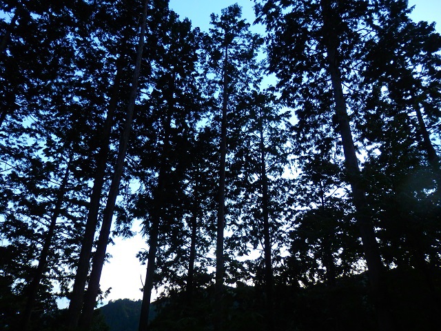 木もれ陽の森キャンプ場
