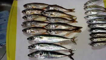 間引いた釣果をまとめて・・・ 間引いた釣果をまとめて・・・