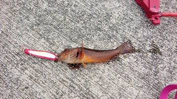 かまぼこ かまぼこ