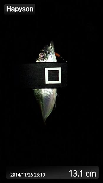清水港×アジ×生存を確認。 清水港×アジ×生存を確認。