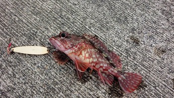 かまぼこ かまぼこ