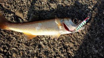 間引いた釣果をまとめて・・・ 間引いた釣果をまとめて・・・