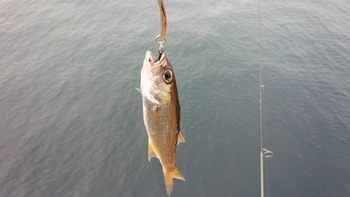 かまぼこ かまぼこ