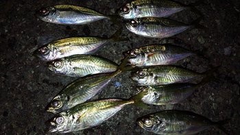 アジの気配が・・・ アジの気配が・・・