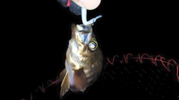 ワカメ×メバル×ル・・・るあ~。 ワカメ×メバル×ル・・・るあ~。