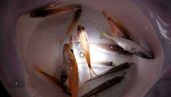 間引いた釣果をまとめて・・・ 間引いた釣果をまとめて・・・