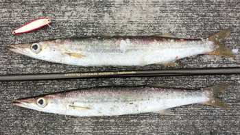 間引いた釣果をまとめて・・・ 間引いた釣果をまとめて・・・