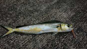 間引いた釣果をまとめて・・・ 間引いた釣果をまとめて・・・