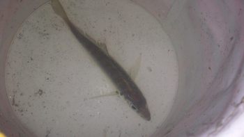 清水港×アジ×生存を確認。 清水港×アジ×生存を確認。