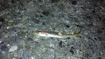 カマス×清水×えっ?・・・このサイズ!? カマス×清水×えっ?・・・このサイズ!?