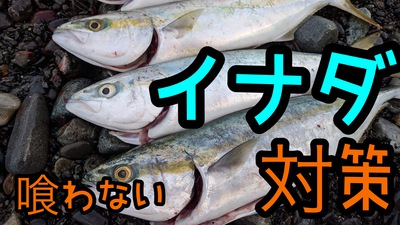 イナダ爆×ソルトスプーン×ベイトはコイツか⁉︎(*≧∀≦*) イナダ爆×ソルトスプーン×ベイトはコイツか⁉︎(*≧∀≦*)