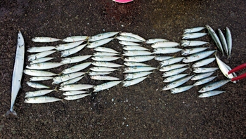 沼津でサバゲー! 沼津でサバゲー!