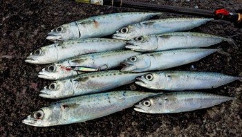 沼津でサバゲー! 沼津でサバゲー!