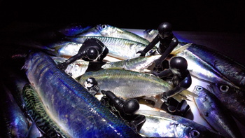 沼津でサバゲー! 沼津でサバゲー!