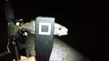豆アジ×失敗×泳がせ釣り 豆アジ×失敗×泳がせ釣り
