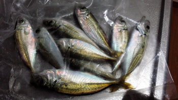 豆アジ×失敗×泳がせ釣り 豆アジ×失敗×泳がせ釣り