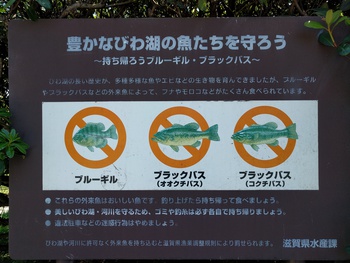 琵琶湖×外来魚×回収BOX 琵琶湖×外来魚×回収BOX