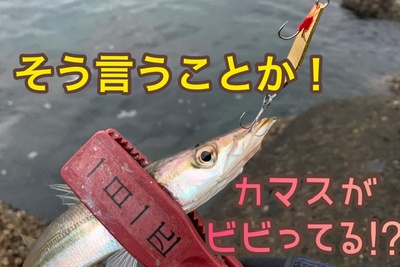 カマスが逃げた❗️×ナブラ襲来!×明日はイナダだ(*゚∀゚*) カマスが逃げた❗️×ナブラ襲来!×明日はイナダだ(*゚∀゚*)