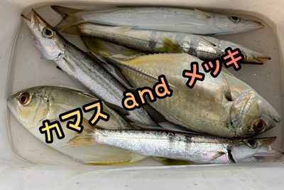 継続❗️×朝活×カマスゲーム( ´∀`) 継続❗️×朝活×カマスゲーム( ´∀`)