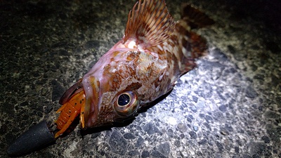 カマス×1本×なんとか釣れた(汗 カマス×1本×なんとか釣れた(汗