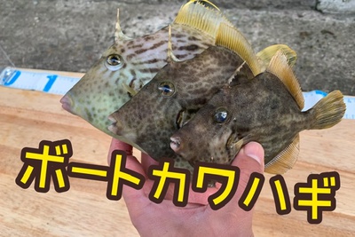 網代の貸しボートで×カワハギ釣り❗️×漕ぎ出せ亮知丸!後編( ´∀`)♪ 網代の貸しボートで×カワハギ釣り❗️×漕ぎ出せ亮知丸!後編( ´∀`)♪