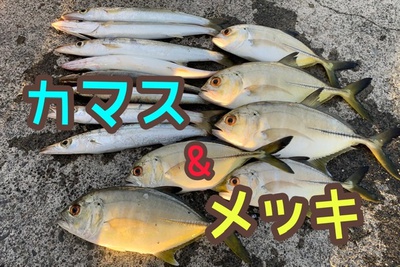 カマス×メッキ×朝爆❗️(*≧∀≦*)b カマス×メッキ×朝爆❗️(*≧∀≦*)b
