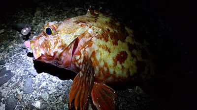 マムカサゴ×夜通し×テキサスリグ マムカサゴ×夜通し×テキサスリグ