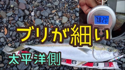 全然釣れない×イワシ×くら寿司で食す 全然釣れない×イワシ×くら寿司で食す
